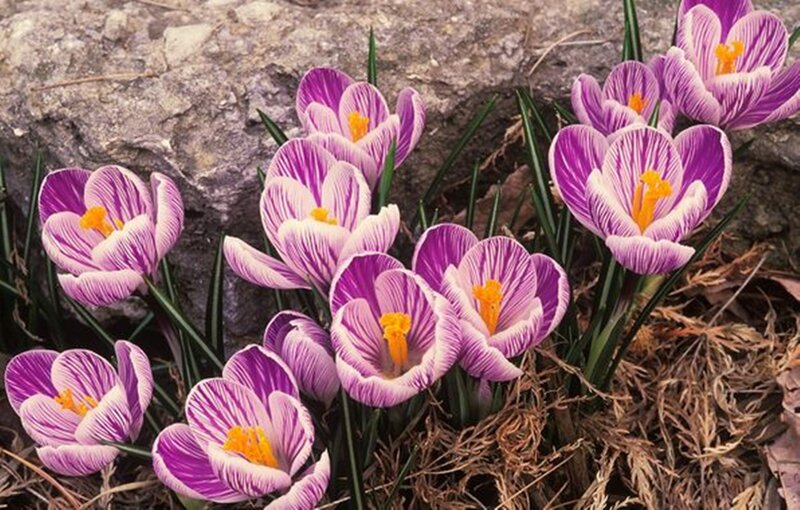 Purple Crocus Flowers — Natural, Spring, Photograph, Rock