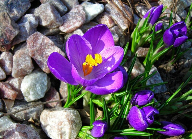 Purple Crocus Flowers — Natural, Spring, Photograph, Rocks, Green Leaves