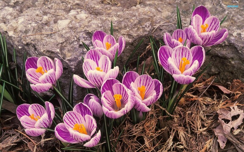 Purple Crocus Flowers — Natural, Spring, Photograph, Rocks