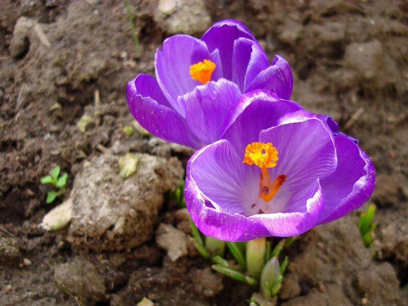 Purple Crocus Flowers — Natural, Spring, Photograph, Soil, Green Leaves