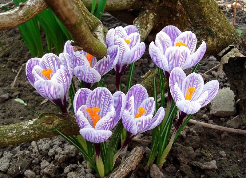 Purple Crocus Flowers — Natural, Spring, Photograph, Soil