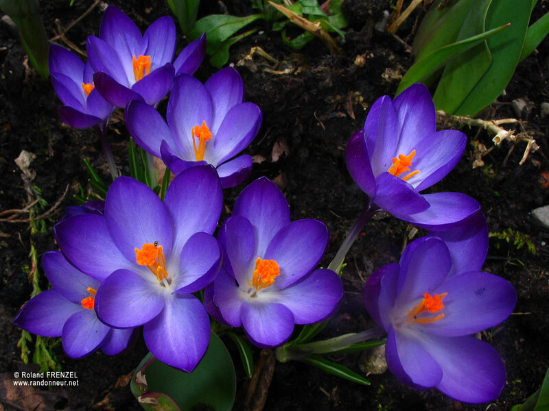 Purple Crocus Flowers — Natural, Spring, Photograph