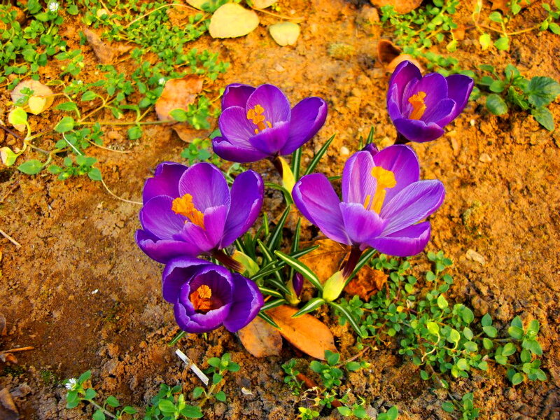 Purple Crocus Flowers — Natural, Spring