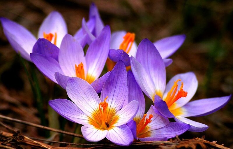 Purple Crocus Flowers — Natural