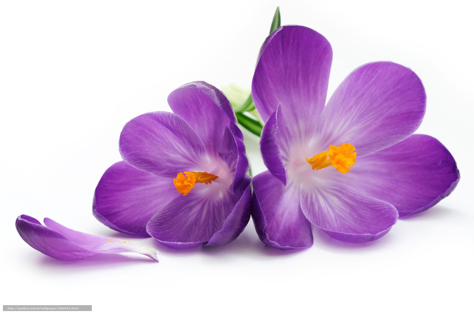 Purple crocus flowers on white