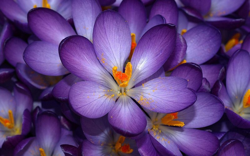 Purple Crocus Flowers — Photograph, Petals