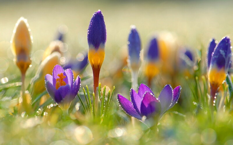 Purple Crocus Flowers — Serene, Morning, Photograph, Dew Drops