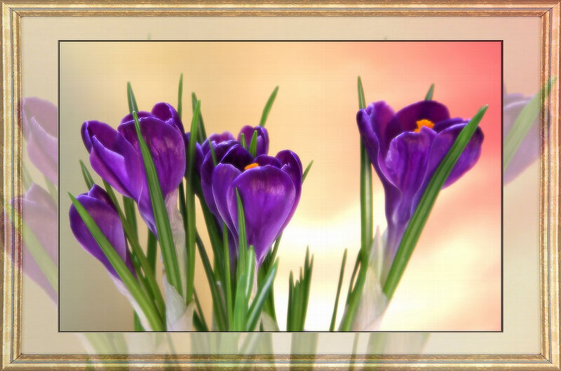 Purple Crocus Flowers — Serene, Morning