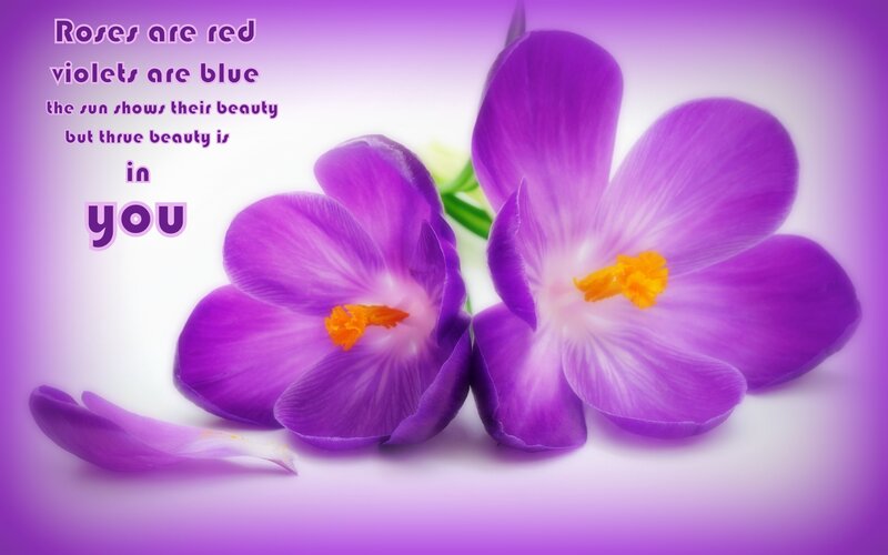 Purple Crocus Flowers — Serene, Photograph, Petal