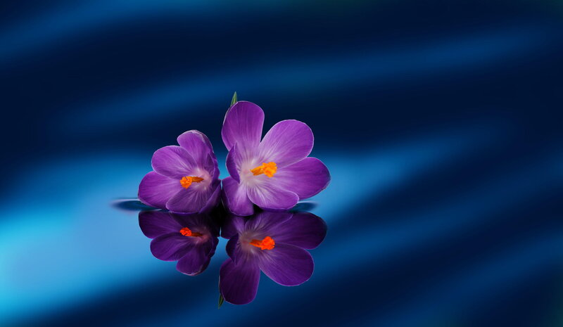 Purple Crocus Flowers — Serene, Photograph, Reflection