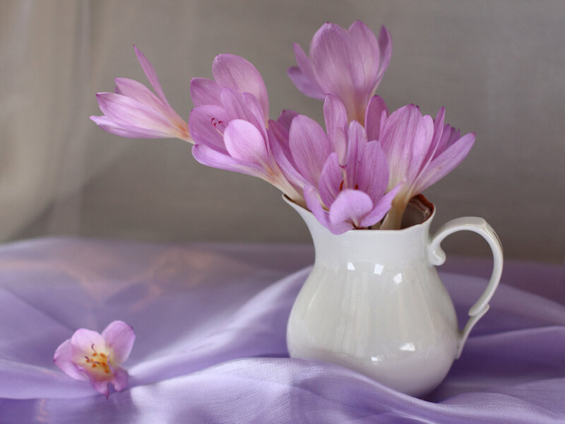 Purple Crocus Flowers — Serene, Photograph