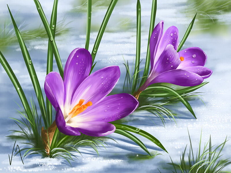 Purple Crocus Flowers — Serene, Spring, Digital Art, Green Leaves