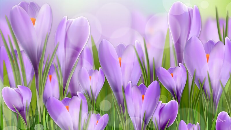 Purple Crocus Flowers — Serene, Spring, Digital Art