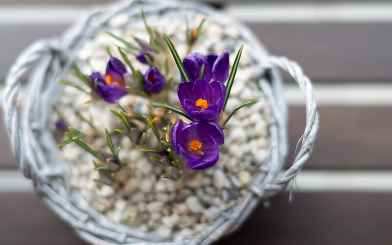 Purple Crocus Flowers — Serene, Spring, Photograph, Basket