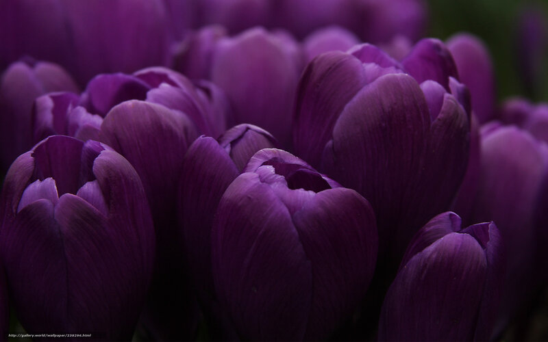 Purple Crocus Flowers — Serene, Spring, Photograph, Bloom