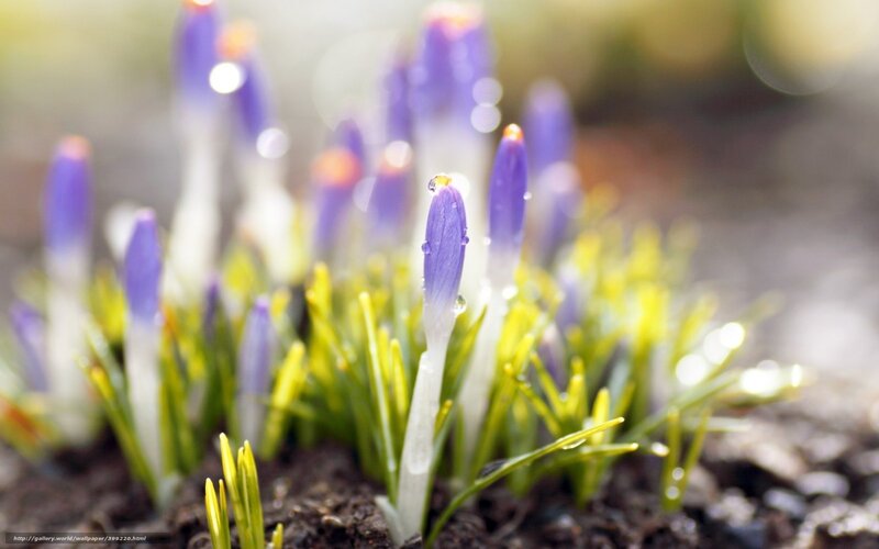Purple Crocus Flowers — Serene, Spring, Photograph, Dew Drops, Green Leaves, Soil