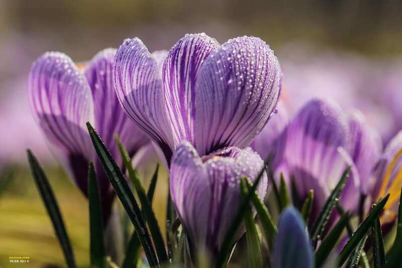 Purple Crocus Flowers — Serene, Spring, Photograph, Dew Drops, Green Leaves