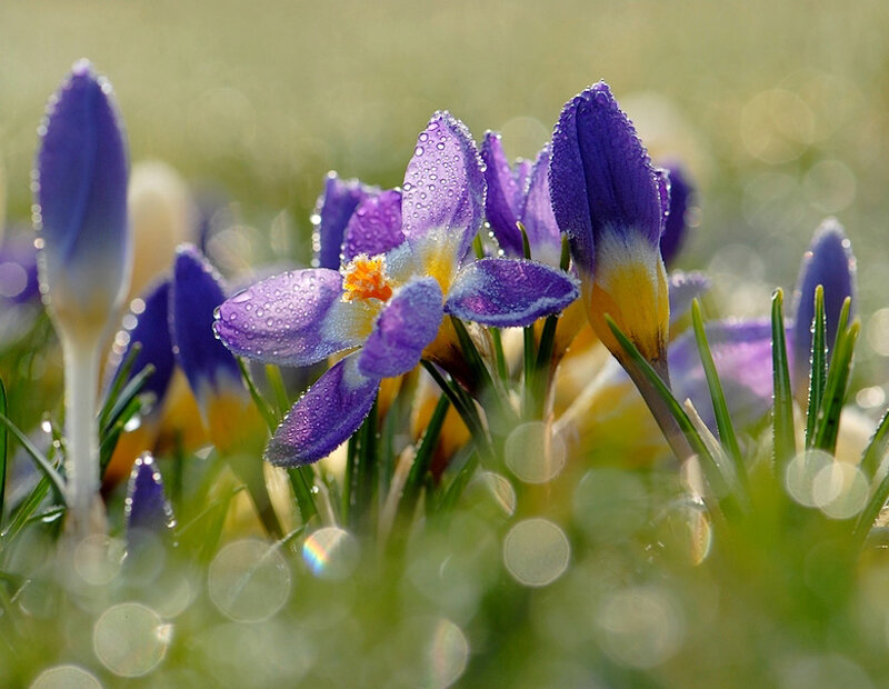Purple Crocus Flowers — Serene, Spring, Photograph, Dew Drops