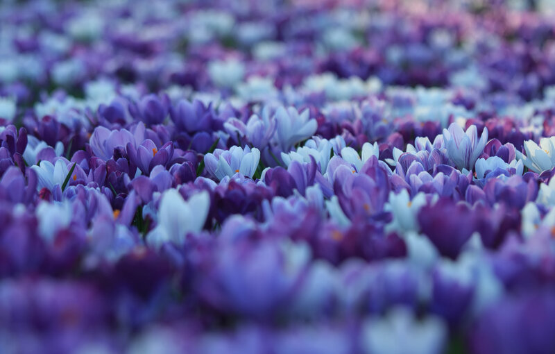 Purple Crocus Flowers — Serene, Spring, Photograph, Field, Bloom