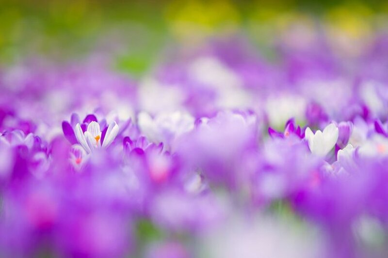 Purple Crocus Flowers — Serene, Spring, Photograph, Field, Greenery