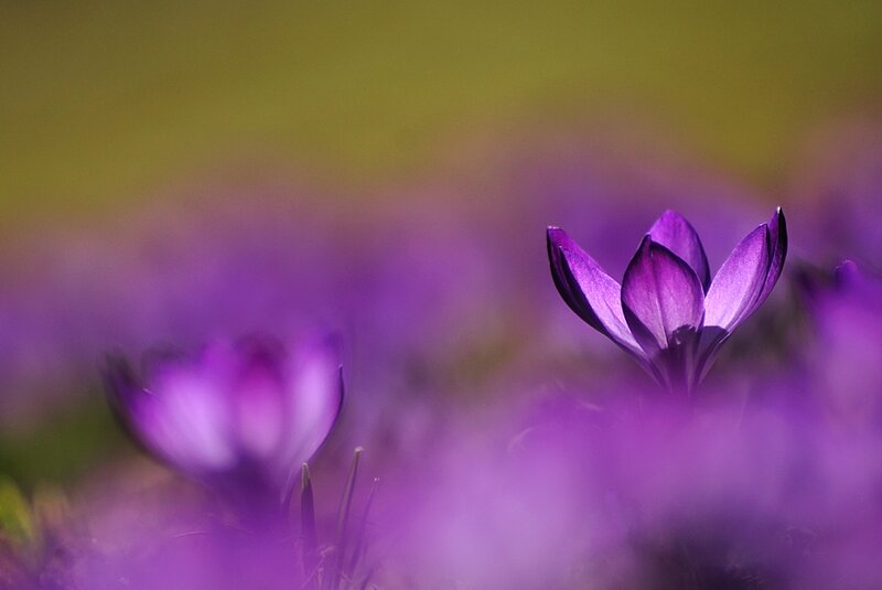 Purple Crocus Flowers — Serene, Spring, Photograph, Field