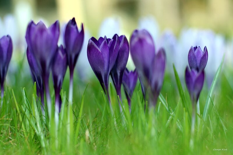 Purple Crocus Flowers — Serene, Spring, Photograph, Grass, Bloom