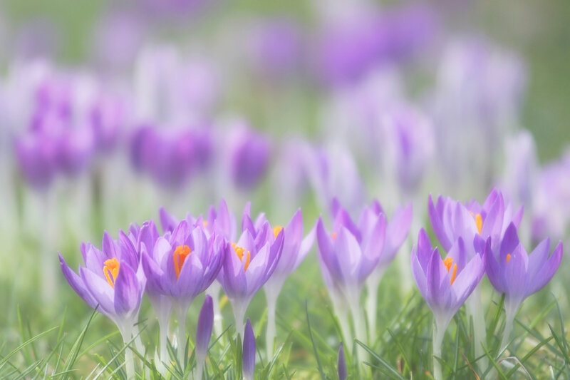 Purple Crocus Flowers — Serene, Spring, Photograph, Grass, Blossoms
