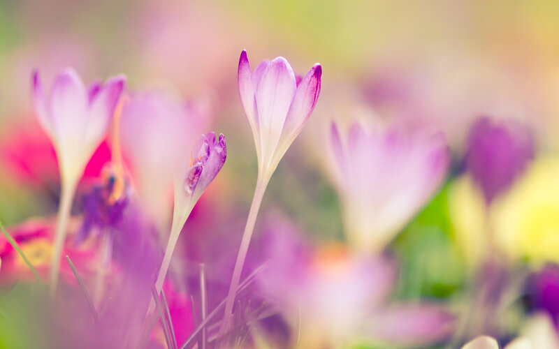 Purple Crocus Flowers — Serene, Spring, Photograph, Grass, Blurred Background