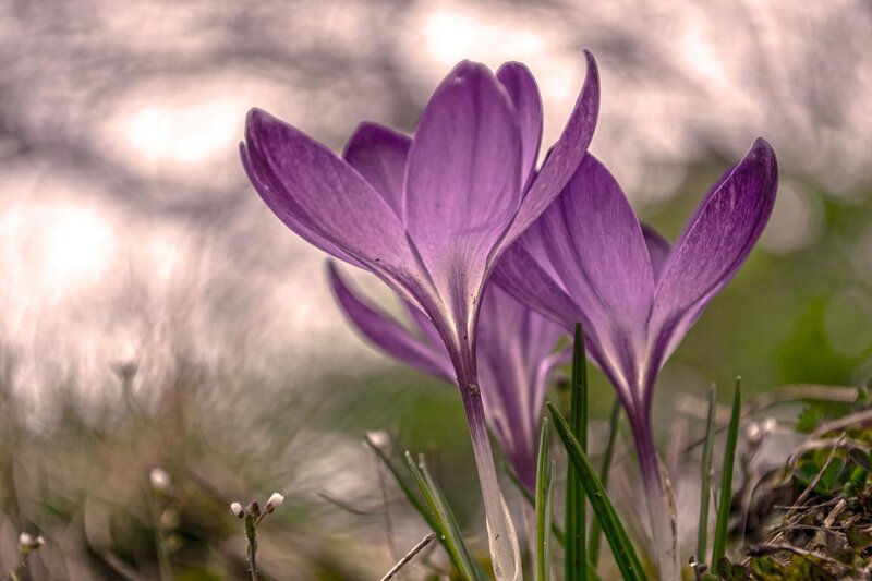 Purple Crocus Flowers — Serene, Spring, Photograph, Grass, Buds, Green Leaves