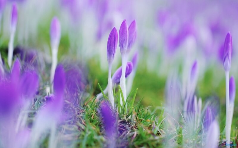 Purple Crocus Flowers — Serene, Spring, Photograph, Grass, Buds