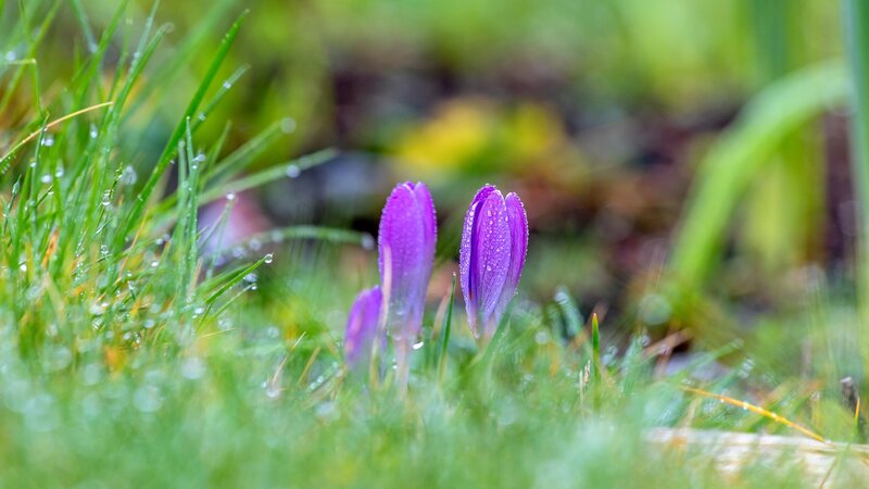Purple Crocus Flowers — Serene, Spring, Photograph, Grass, Dew Drops, Greenery