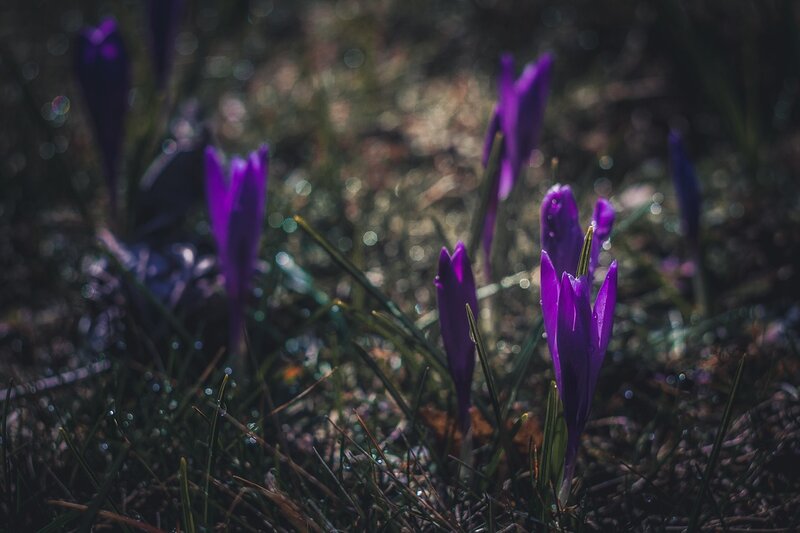 Purple Crocus Flowers — Serene, Spring, Photograph, Grass, Dew Drops, Soil