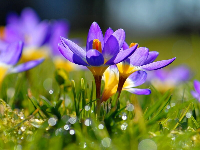 Purple Crocus Flowers — Serene, Spring, Photograph, Grass, Dew Drops, Sunlight