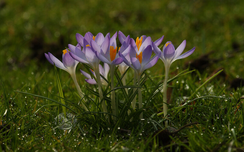 Purple Crocus Flowers — Serene, Spring, Photograph, Grass, Dew Drops