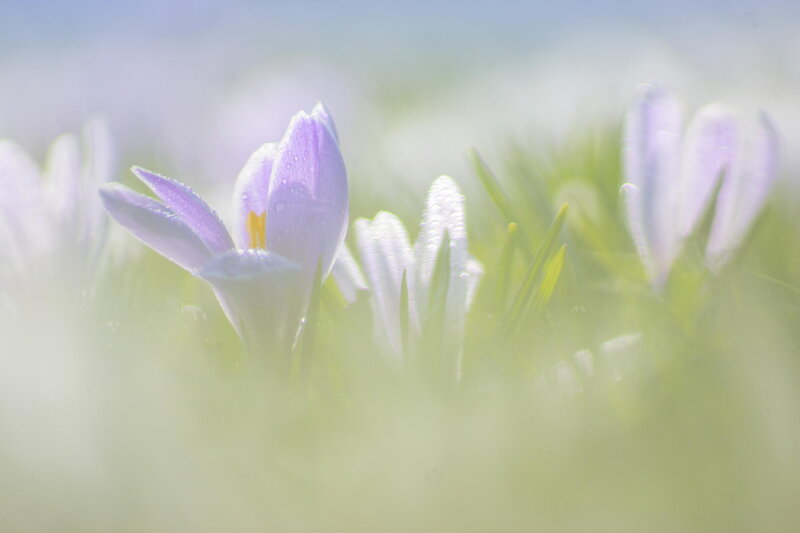 Purple Crocus Flowers — Serene, Spring, Photograph, Grass, Dewdrops, Sunlight