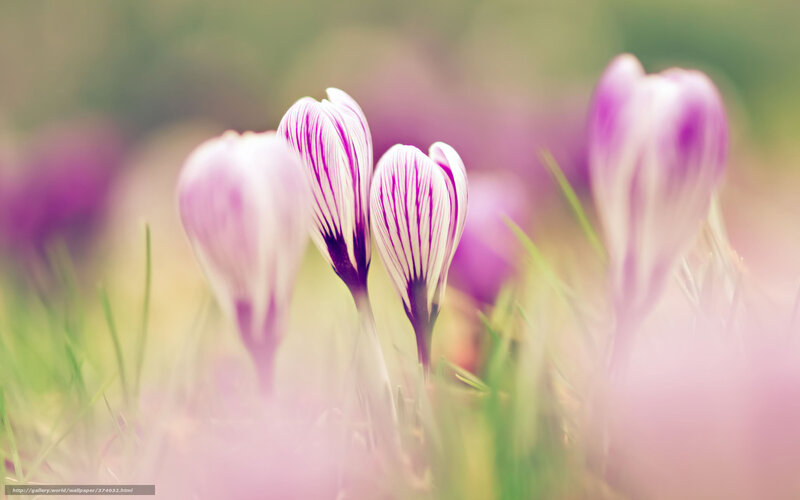 Purple Crocus Flowers — Serene, Spring, Photograph, Grass, Field