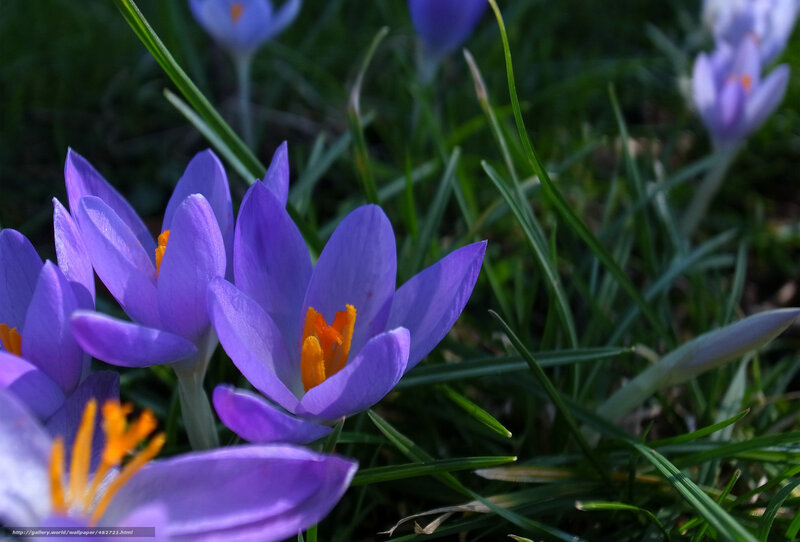 Purple Crocus Flowers — Serene, Spring, Photograph, Grass, Flower Buds