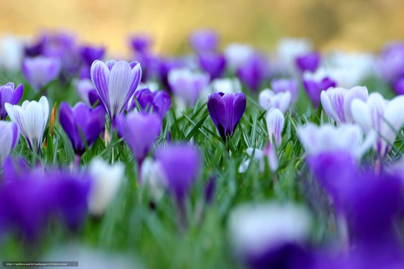 Purple Crocus Flowers — Serene, Spring, Photograph, Grass, Green Leaves, Field