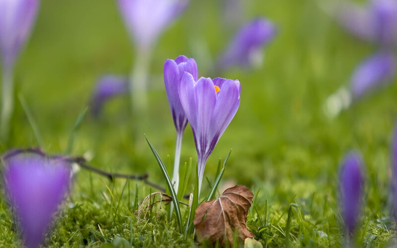 Purple Crocus Flowers — Serene, Spring, Photograph, Grass, Leaf, Bloom