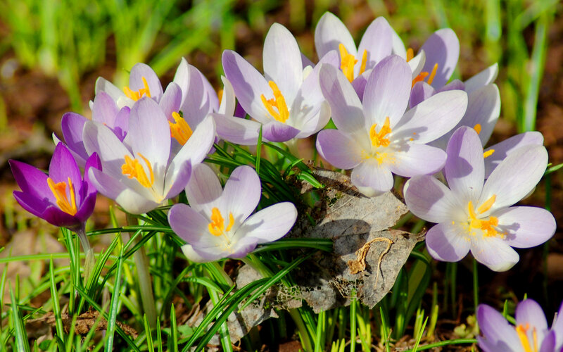 Purple Crocus Flowers — Serene, Spring, Photograph, Grass, Leaf, Soil