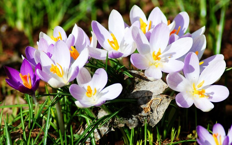 Purple Crocus Flowers — Serene, Spring, Photograph, Grass, Leaf