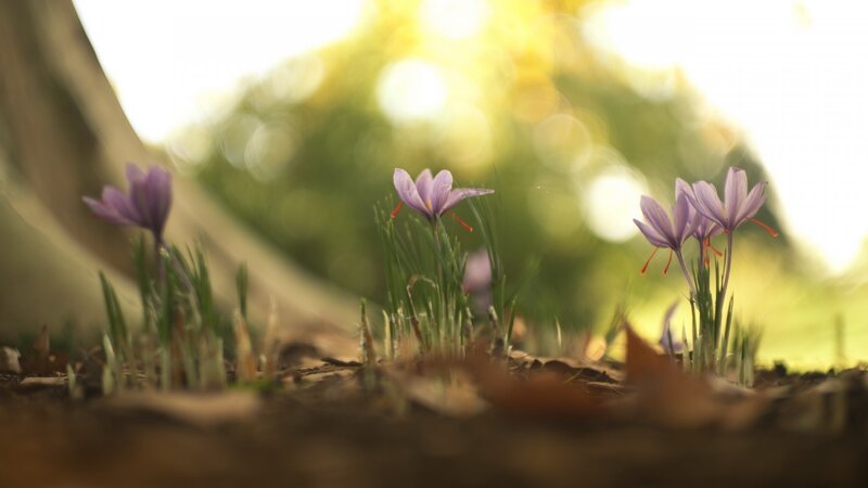 Purple Crocus Flowers — Serene, Spring, Photograph, Grass, Leaves, Sunlight