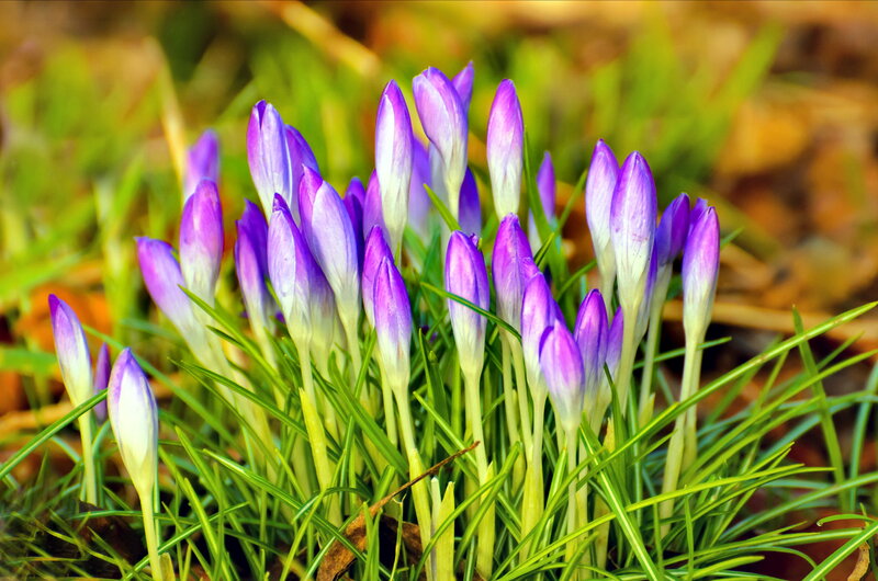 Purple Crocus Flowers — Serene, Spring, Photograph, Grass, Leaves