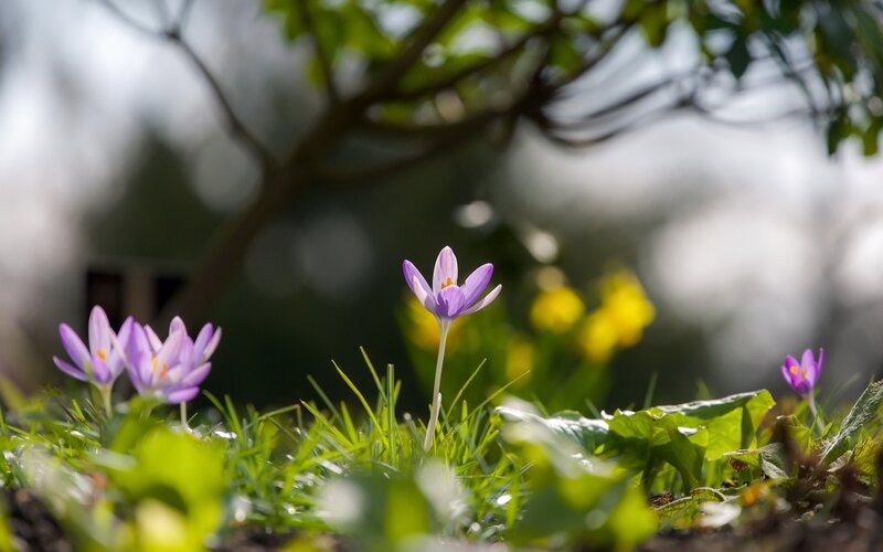 Purple Crocus Flowers — Serene, Spring, Photograph, Grass, Leaves, Tree Branches