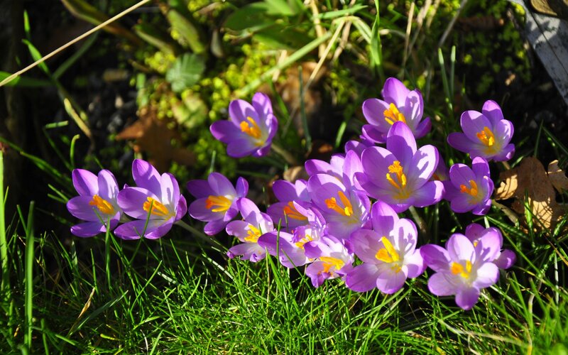 Purple Crocus Flowers — Serene, Spring, Photograph, Grass, Moss, Leaves