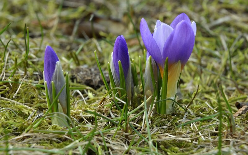 Purple Crocus Flowers — Serene, Spring, Photograph, Grass, Moss, Soil