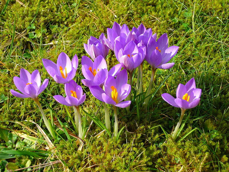 Purple Crocus Flowers — Serene, Spring, Photograph, Grass, Moss