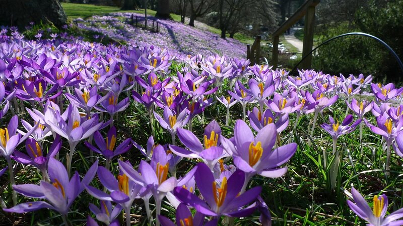 Purple Crocus Flowers — Serene, Spring, Photograph, Grass, Path