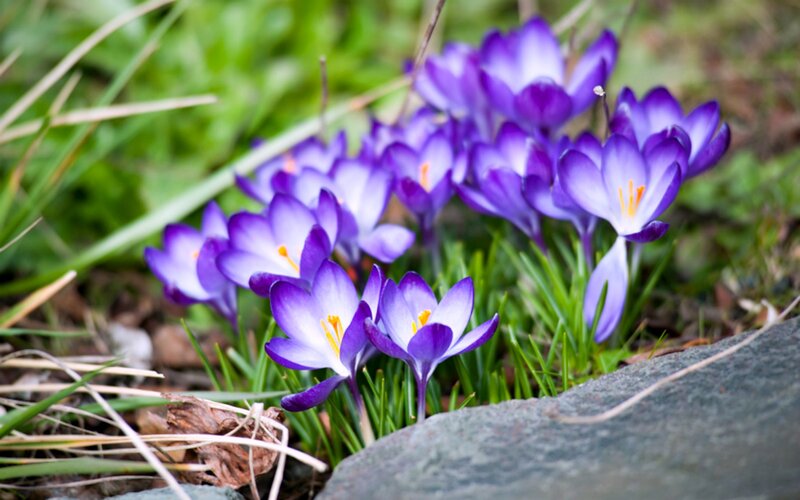 Purple Crocus Flowers — Serene, Spring, Photograph, Grass, Rock