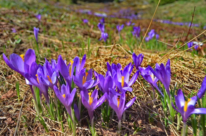 Purple Crocus Flowers — Serene, Spring, Photograph, Grass, Soil